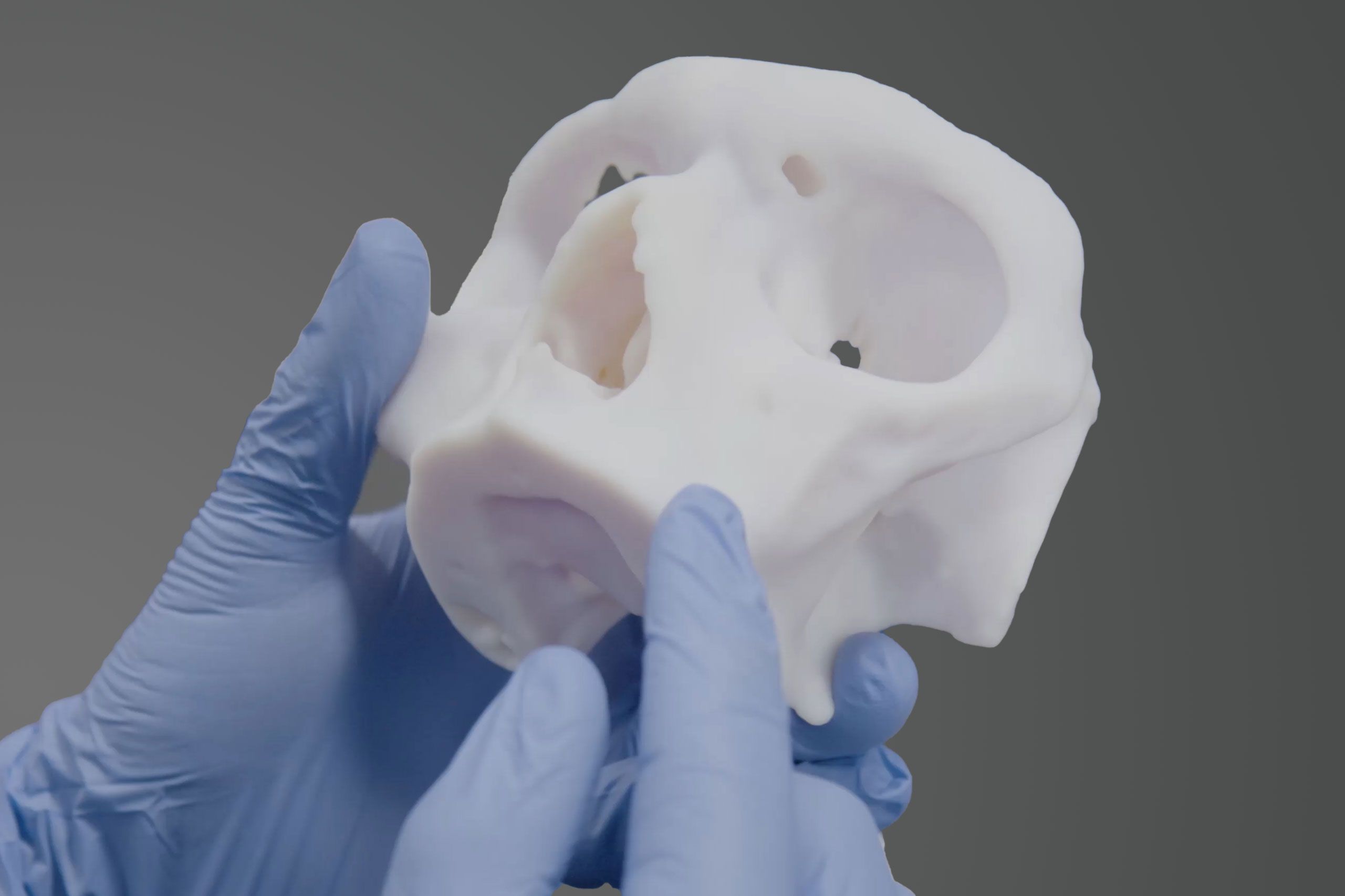 Ricoh Imaging - gloved hands holding a 3D modeled skull